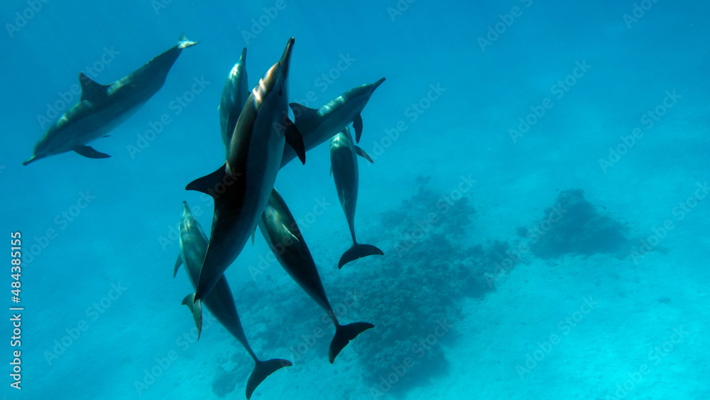 Fototapeta premium Dolphins. Spinner dolphin. Stenella longirostris is a small dolphin that lives in tropical coastal waters around the world. 