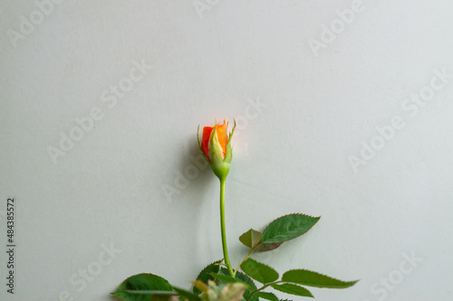 half-blown spring orange rose bud on a light background