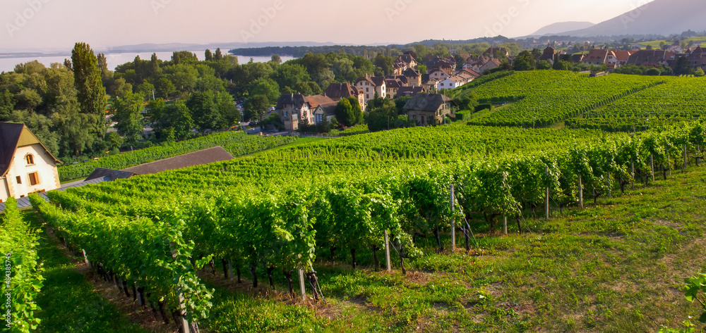 Vineyard in Auvernier
