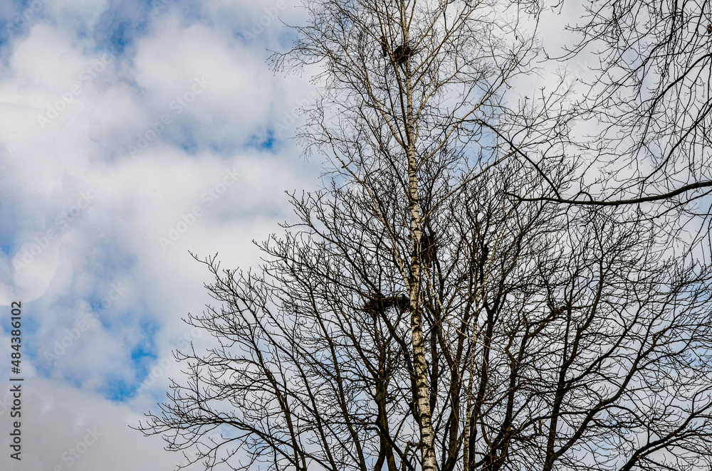 Crows in trees, darkness, halloween, birds. Crows nest Crows in trees, darkness, halloween, birds. Crows nest