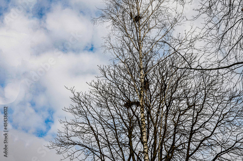 Crows in trees, darkness, halloween, birds. Crows nest