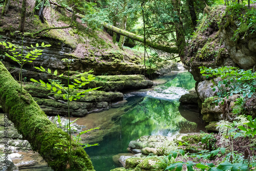 Forest with natural water