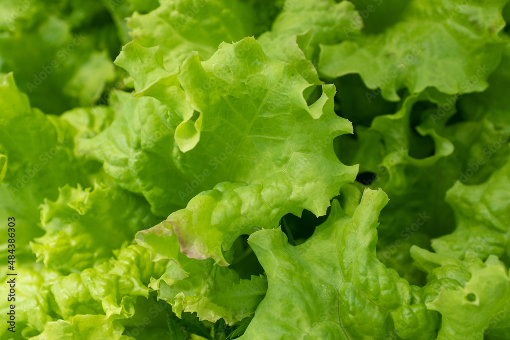 Background from salad leaves plant. Fresh salad leaves, close-up. Raw green leaf vegetables, top view. Salad leaves for poster, calendar, post, screensaver, wallpaper, postcard, card, banner, cover Background from salad leaves plant. Fresh salad leaves, close-up. Raw green leaf vegetables, top view. Salad leaves for poster, calendar, post, screensaver, wallpaper, postcard, card, banner, cover