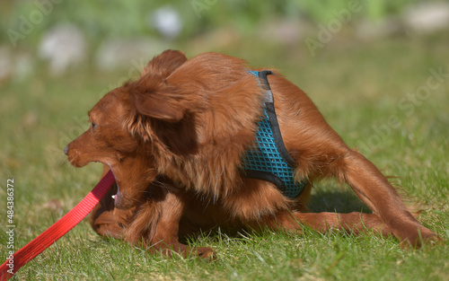 Small ginger dog of the Nevskaya Orchid breed photo