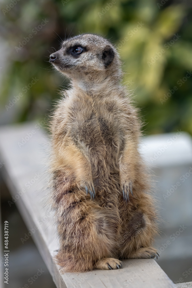 Fototapeta premium Cute animal meerkat. He is standing with hind feet. Whole body.