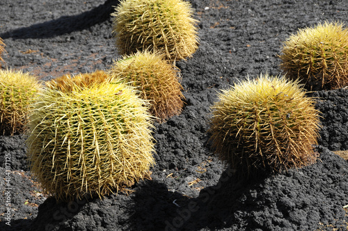 Round Succulent Plant photo