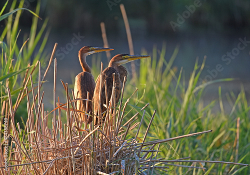 Obraz na płótnie Purpurreiher - Ardea purpurea w salonie