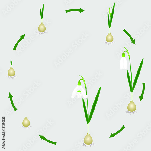 Life cycle of a snowdrop plant on a white background.