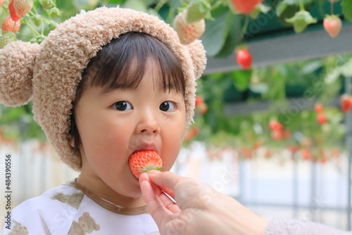 いちご狩りを体験している子供