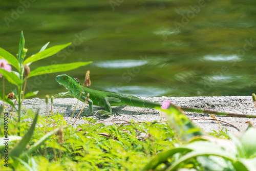 Green iguana © Johannes Jensås