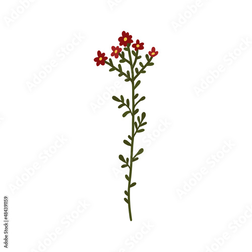 Abstract red wildflower isolated on white background. Wild flower floral botanical plant. Meadow and field herb. Delicate spring flower illustration in hand drawn flat style