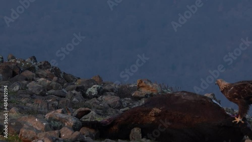 Golden jackal, Canis aureus, feeding scene with stone, Madzharovo, Eastern Rhodopes, Bulgaria. Wildlife Balkan. Wild dog behaviour scene from nature. Mountain animal in the habitat. Jackal with catch. photo