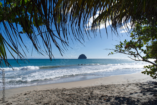 Caribbean Sea with a coco palm at the beach - Island in the ocean near martinique photo