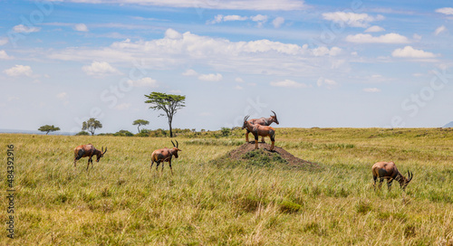 A small group of Topis in Kenya s Maasai Mara