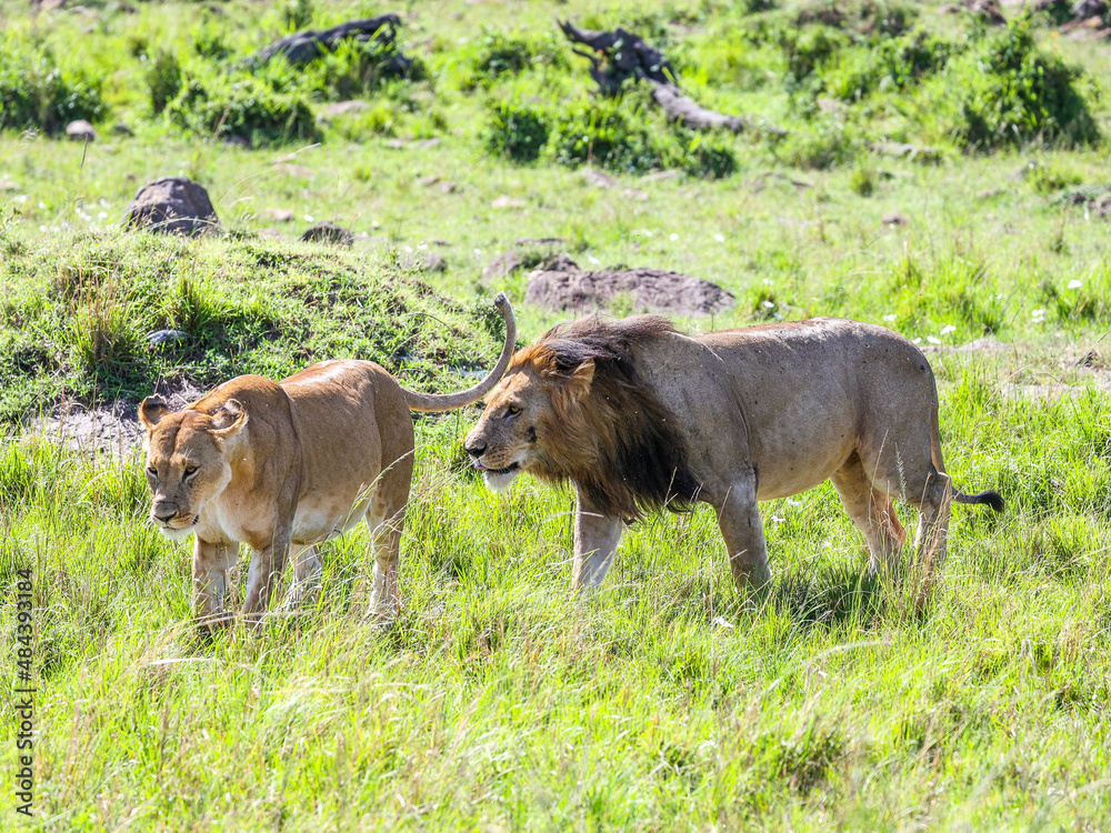 A Lion closely follows a Lioness in oestrus A Lion closely follows a Lioness in oestrus