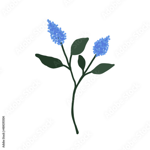 Abstract blue wildflower isolated on white background. Wild flower floral botanical plant. Meadow and field herb. Delicate spring flower illustration in hand drawn flat style