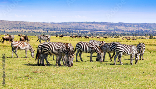 Plains Zebras and Wildebeest during the Migration in Kenya s Maasai Mara