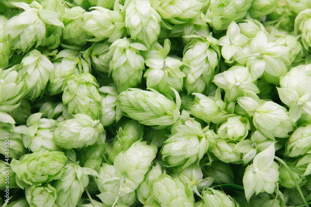 Hop plant closeup Top view background