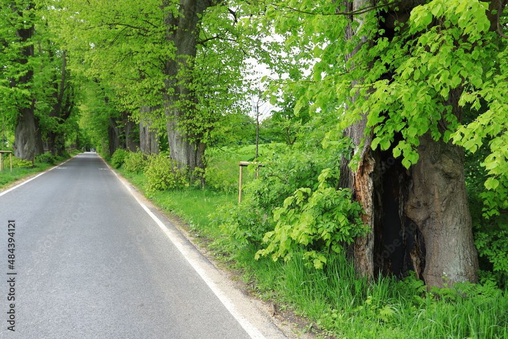 Rural road with avenue of old linden trees in the summer season
