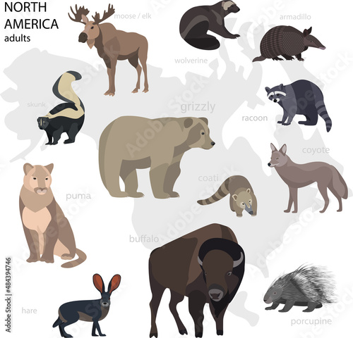 North American Wild Animals