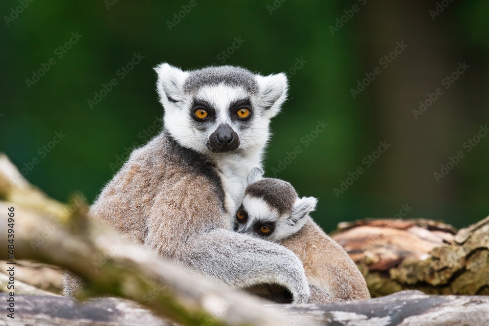 Ring-Tailed lemurs (Lemur catta) close up image Ring-Tailed lemurs (Lemur catta) close up image