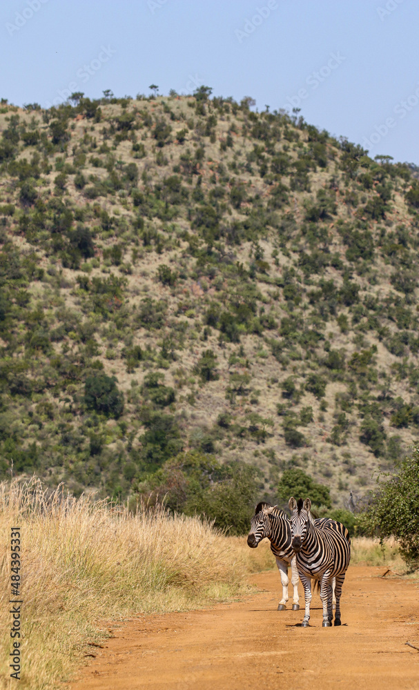 Fototapeta premium Zebra, Pilanesberg