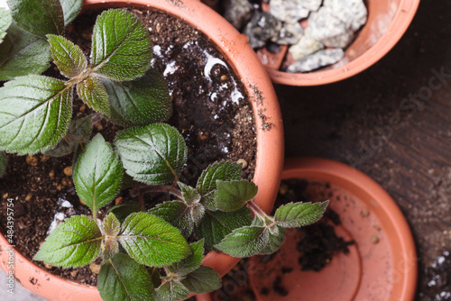 Transplant flower achimenes photo