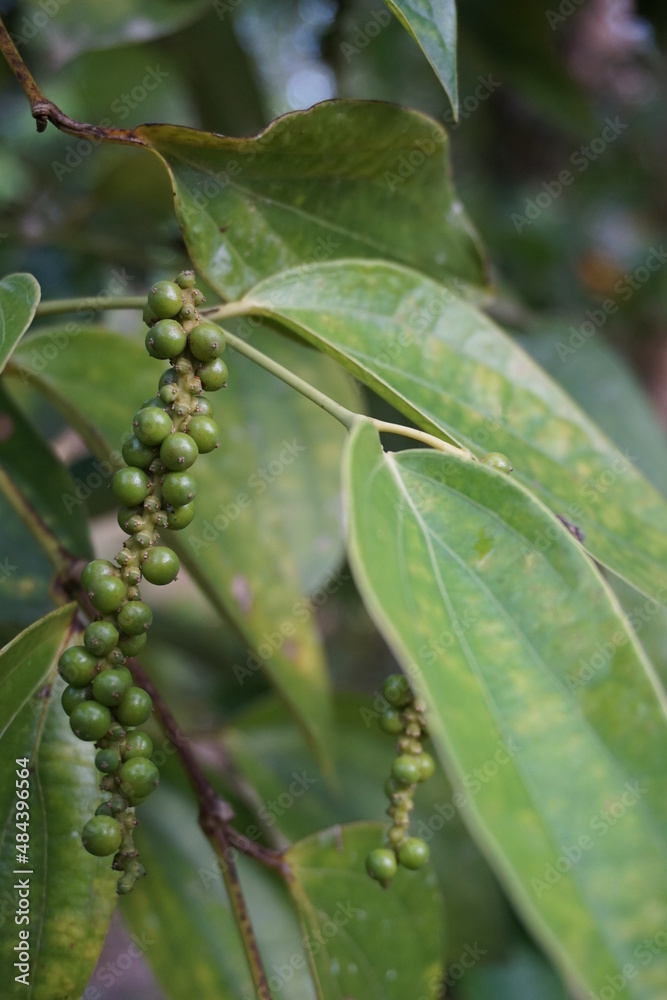 Close-up photo of green pepper and still hanging on the tree, the texture of pepper leaves can be seen, on a plantation in Kalimantan, Indonesia