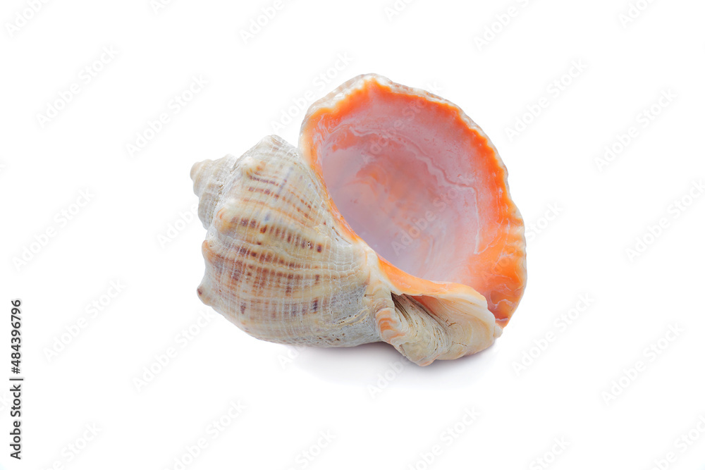 Seashell isolated on white background