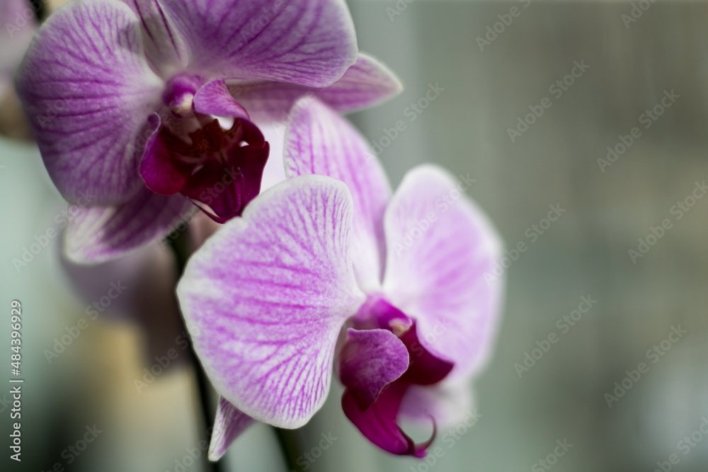 family of monocot plants orchids - an ancient family family of monocot plants orchids - an ancient family