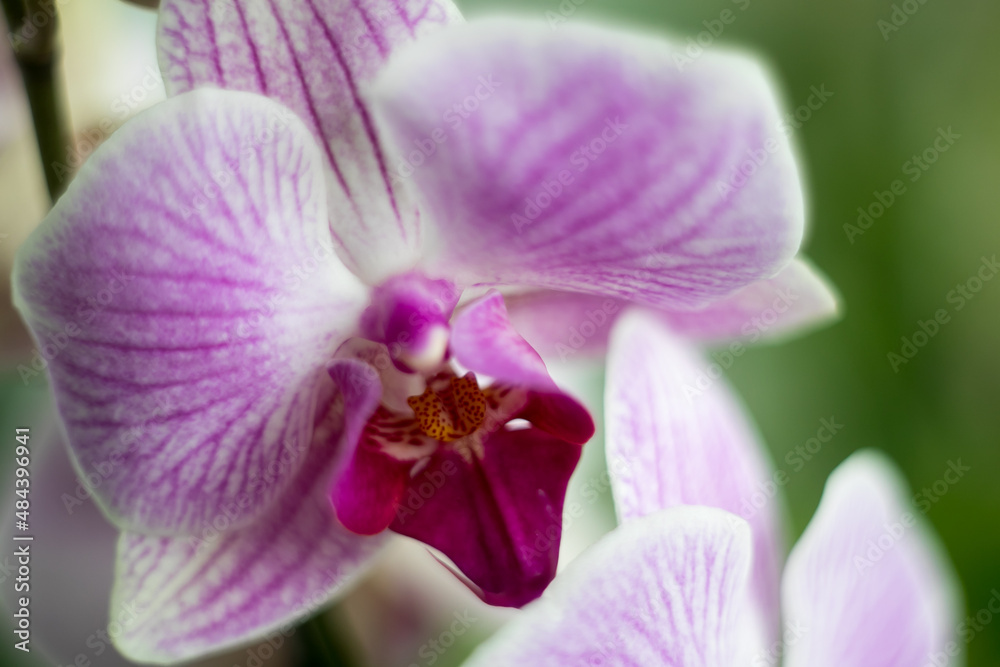 family of monocot plants orchids - an ancient family family of monocot plants orchids - an ancient family