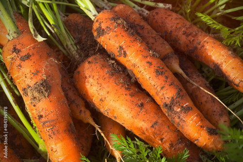 Carrots close up in the garden closeup