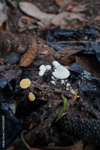 photo of small white and yellow mushrooms growing on pieces of rotting fruit on the ground, many leaves and blackened fruit can be seen