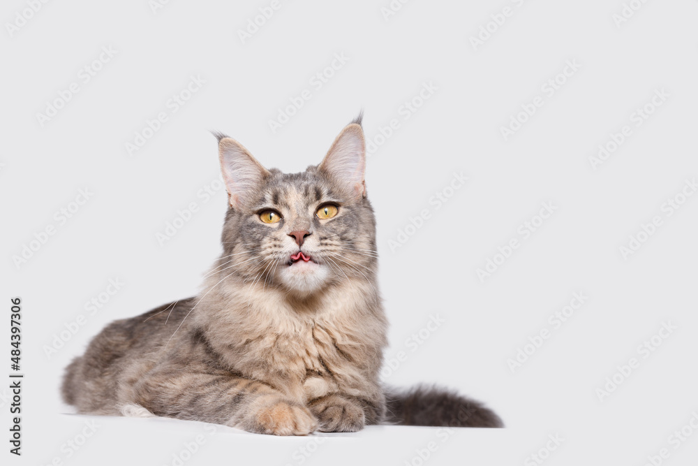 Funny large longhair gray kitten with beautiful big brawn eyes. Lovely fluffy cat Maine Coon breed lying on white table. Free space for text. Cat for advertising tape. Playful pet close-up.