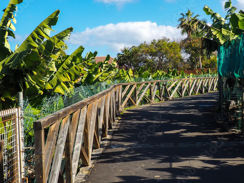 Path with banana palm trees