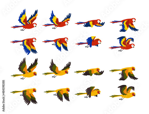 Colorful tropical parrots flying cartoon illustration set. Sequence of flapping birds wings, movements of wings. Sprite loop of ara flying in sky isolated on white background. Animal, motion concept
