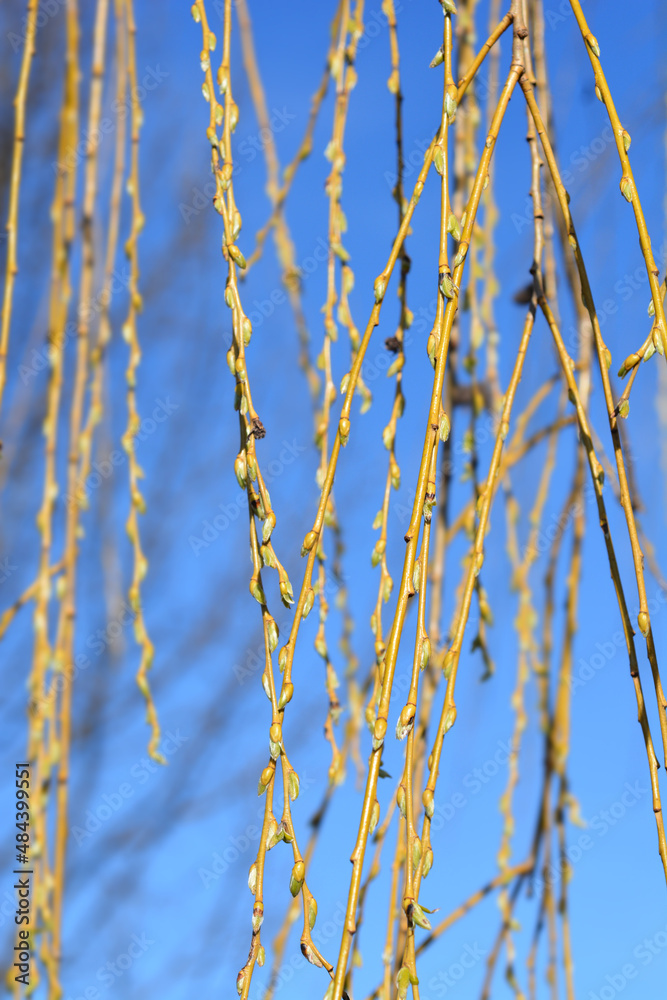 Fototapeta premium Golden Weeping Willow