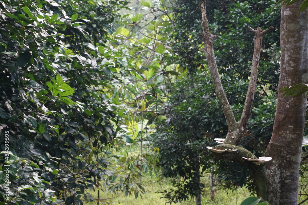 Fototapeta premium a photo of part of a large tree that has a wide white fungus living on the trunk of the tree