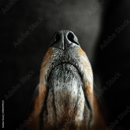 dachshund snout
