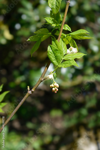 European bladdernut photo