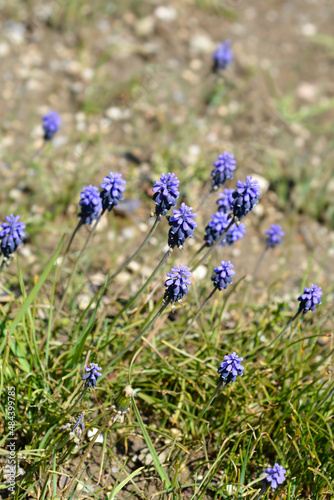 Common grape hyacinth