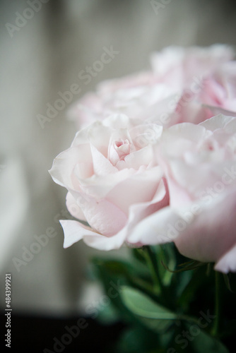 flower wall. background of flowers. large buds of pink roses in an expensive bouquet. close-up of a bouquet of huge pink roses on a light background