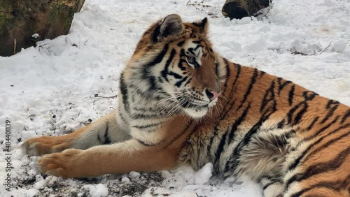 The Siberian or Amur tiger (Panthera tigris tigris or Panthera tigris altaica). This is a Symbol of 2022 and a popular zoo animal.The biggest cat in the world. Odessa zoo (Ukraine). photo