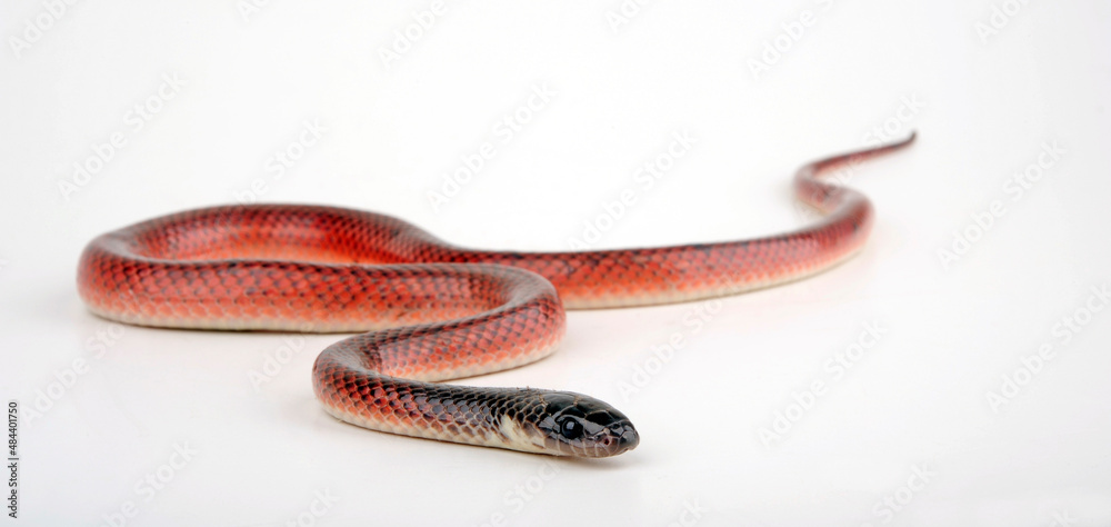 Dark-headed Red Falseboa, Neuwied's False Boa // Pseudoboa (Pseudoboa neuwiedii) Dark-headed Red Falseboa, Neuwied's False Boa // Pseudoboa (Pseudoboa neuwiedii)
