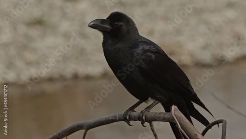Close up of a large-billed crow cawing.  photo