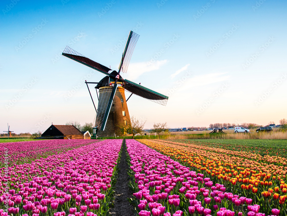 Magic fascinating picture of beautiful windmills spinning in the midst tulip field in  Netherlands at dawn.