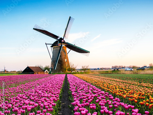 Magic fascinating picture of beautiful windmills spinning in the midst tulip field in Netherlands at dawn.