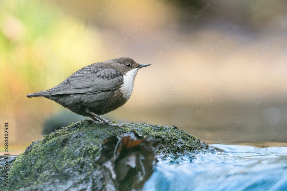 White throated dipper perched on rock on the top of waterfall (Cinclus cinclus) White throated dipper perched on rock on the top of waterfall (Cinclus cinclus)