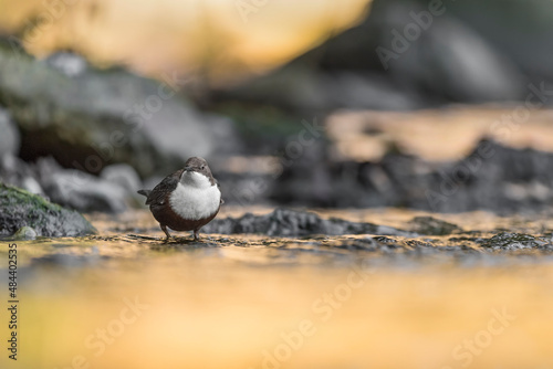 Sunrise over the golden river, fine art portrait of White throated dipper (Cinclus cinclus) photo