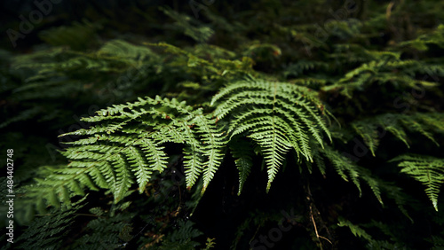 Selective focus on leaves of fern in mysterious foggy forest. Anaga national park in Tenerife, Spain..